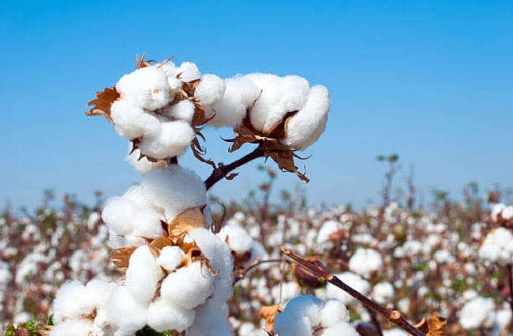Cotton cultivation