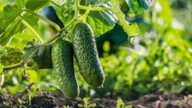 Cucumber Types