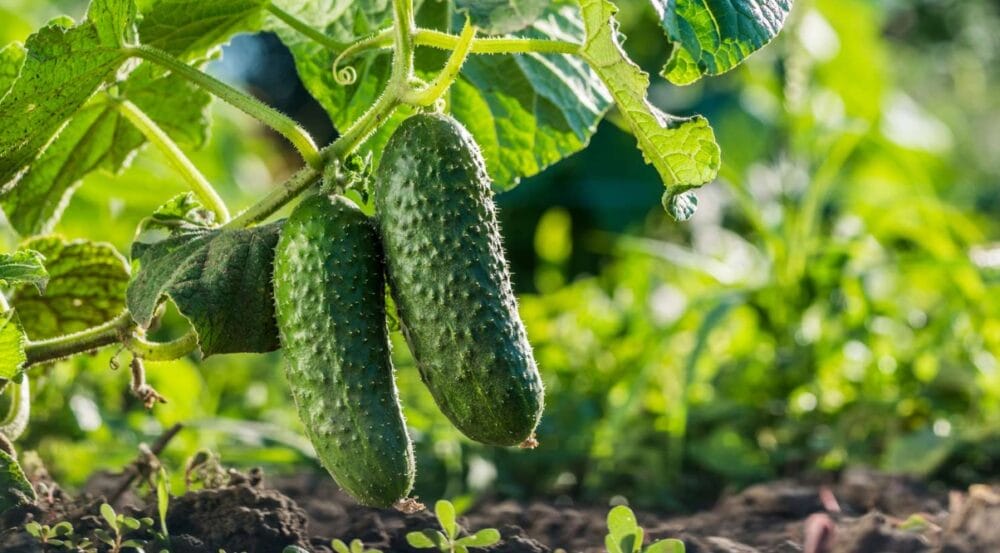 Cucumber Types