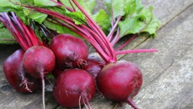 Beetroot Cultivation