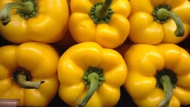 Yellow Capsicum Cultivation