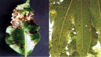 Mango Diseases