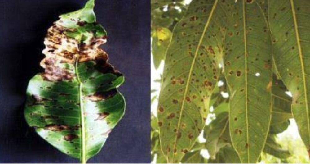 Mango Diseases