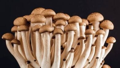 Types of Mushrooms