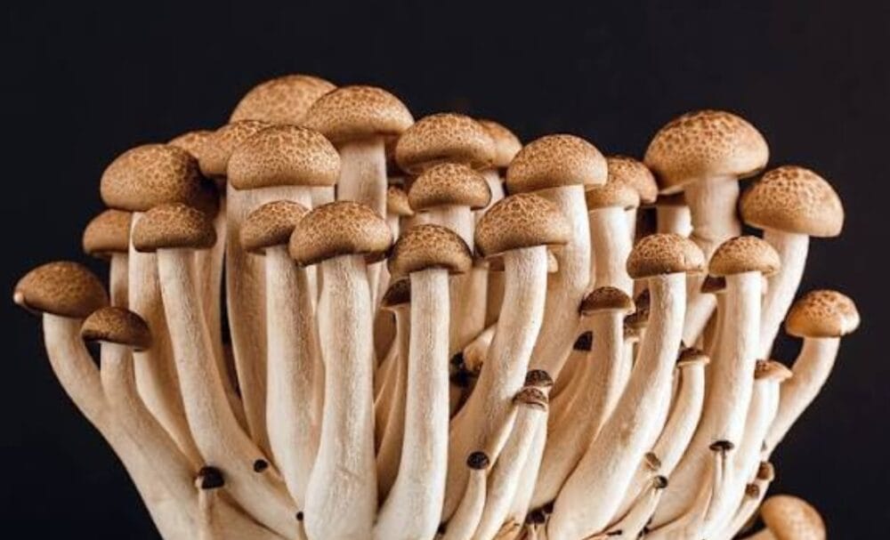 Types of Mushrooms