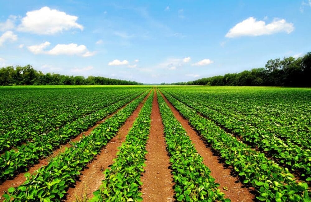 Agriculture Problems in India