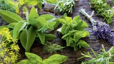 5 Medicinal Plants and Their Uses