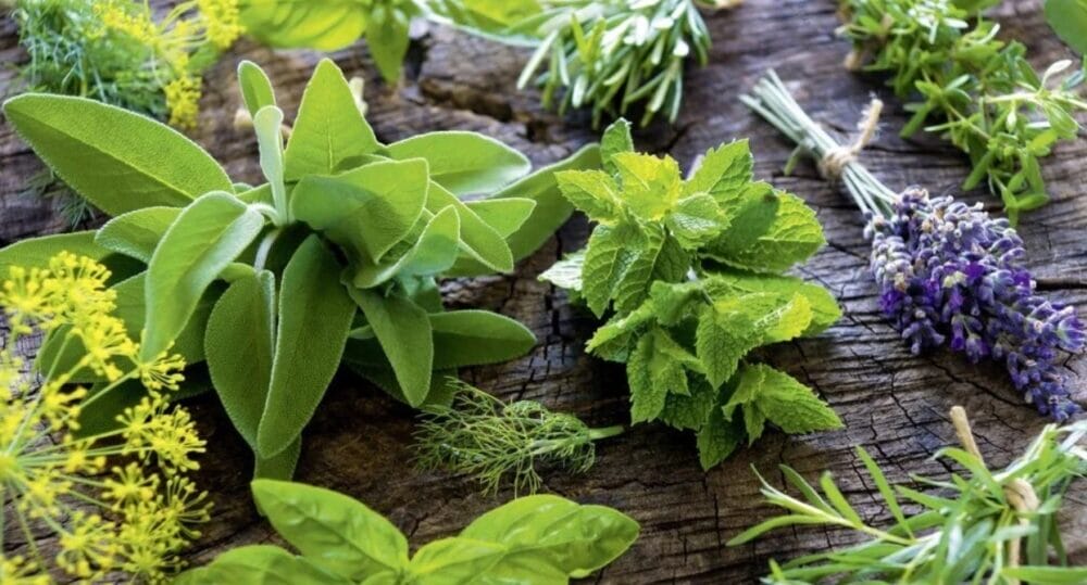 5 Medicinal Plants and Their Uses