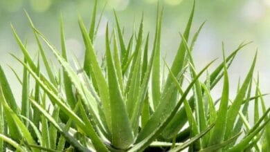 Aloe Vera Farming