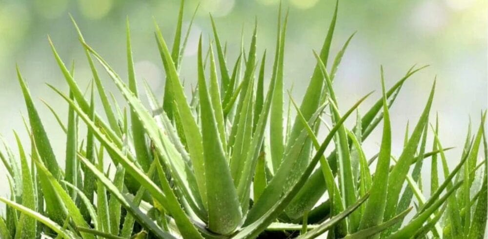 Aloe Vera Farming