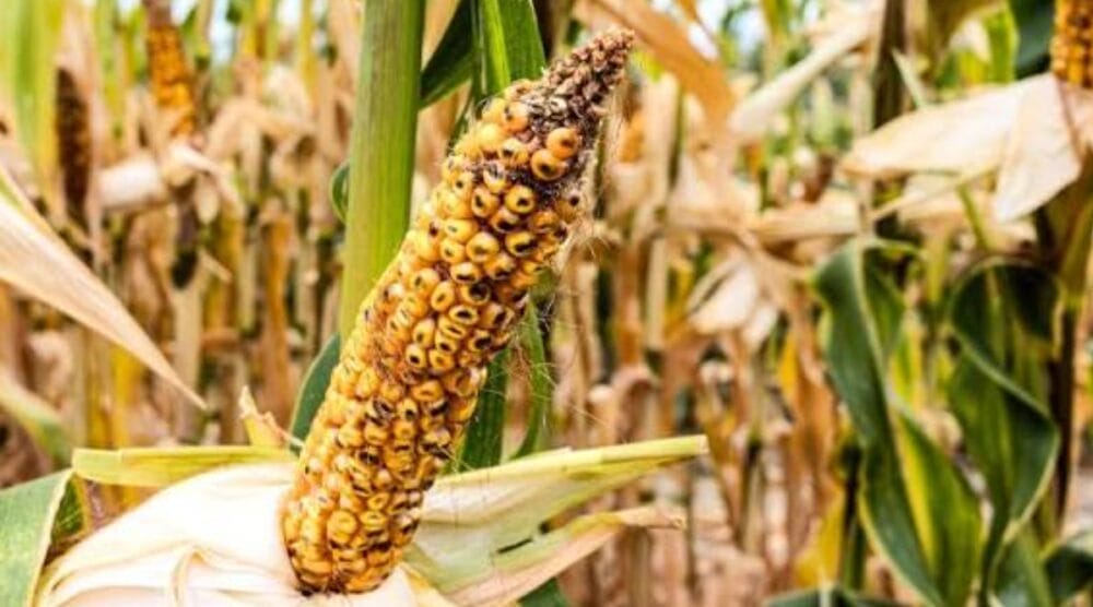 Diseases of Maize