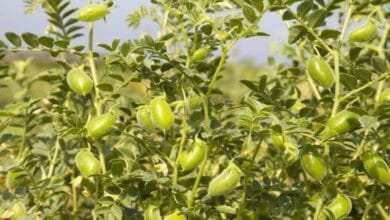 Cultivation of Chickpeas