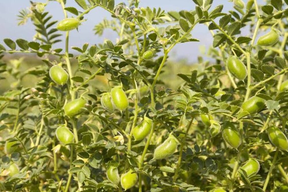 Cultivation of Chickpeas