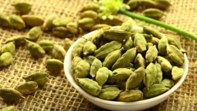 Elaichi (Cardamom) Cultivation