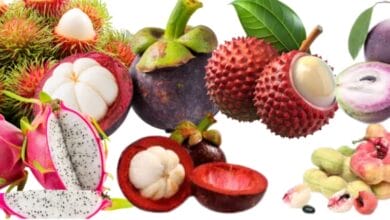 Expensive Fruits in India