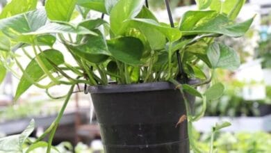 Money plant