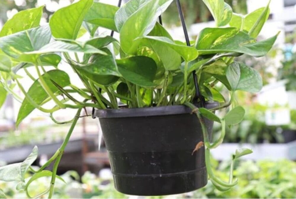 Money plant