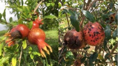 Pomegranate Diseases