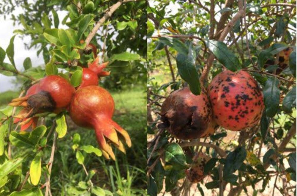 Pomegranate Diseases