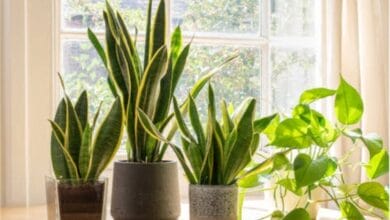 Snake Plant Benefits