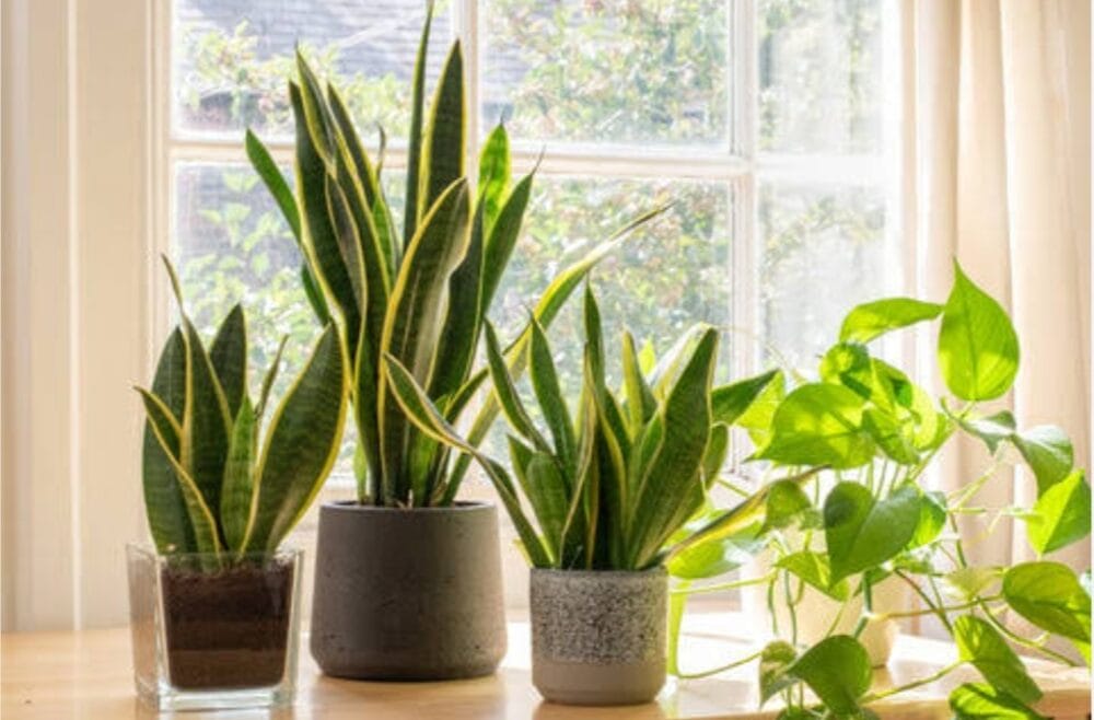 Snake Plant Benefits