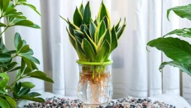 Plants That Grow in Water