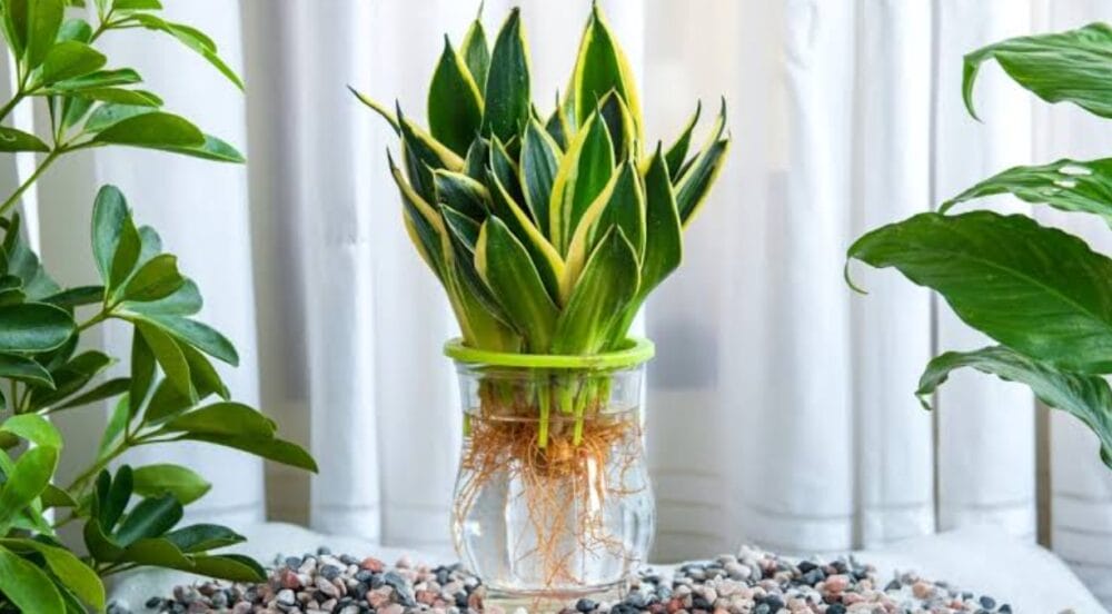 Plants That Grow in Water