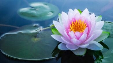 Lotus Flower Cultivation