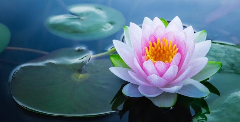 Lotus Flower Cultivation