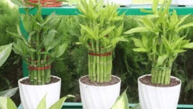 How to Care for Lucky Bamboo