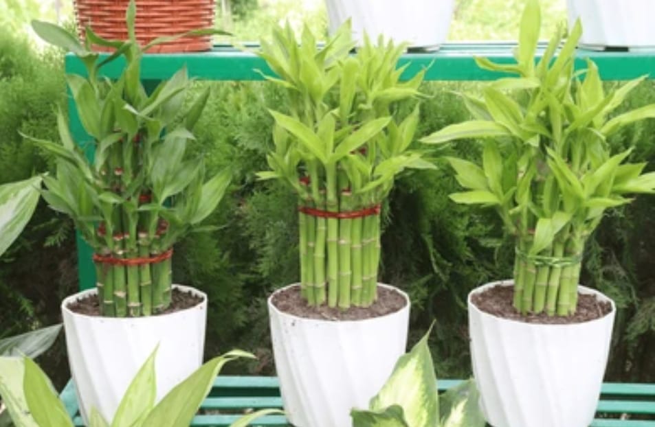 How to Care for Lucky Bamboo