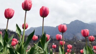 Tulip Flower
