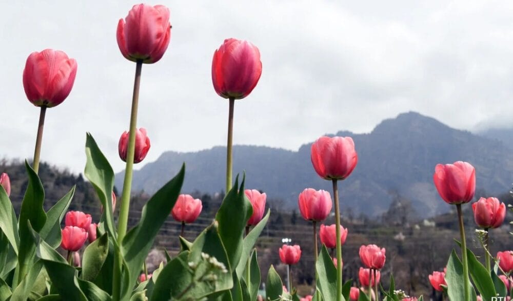 Tulip Flower
