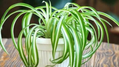 Spider Plant
