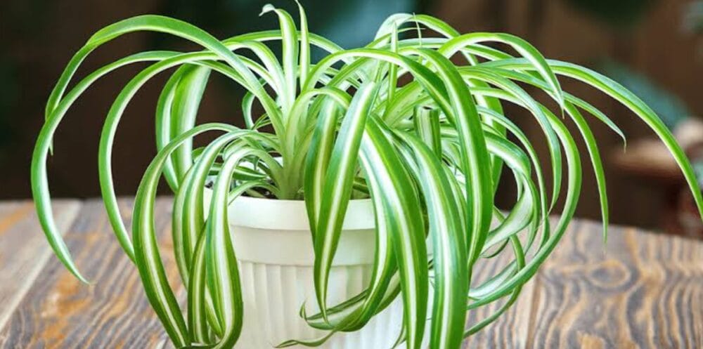 Spider Plant