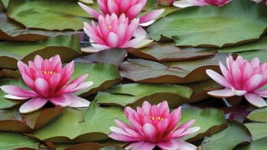 Water Lily Plant
