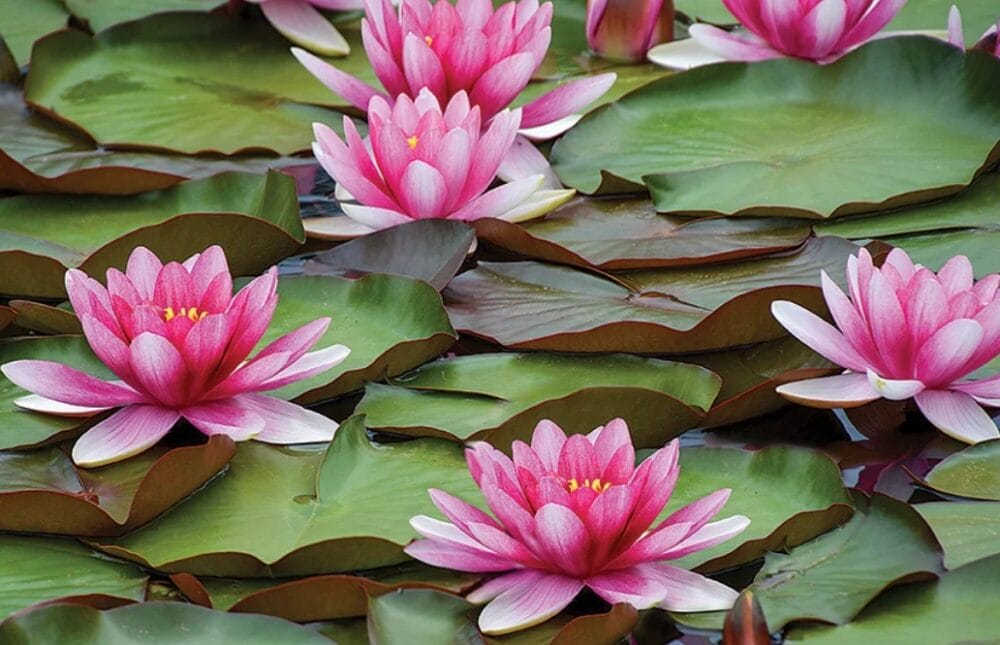 Water Lily Plant