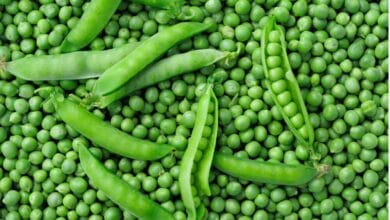 Green Pea Cultivation