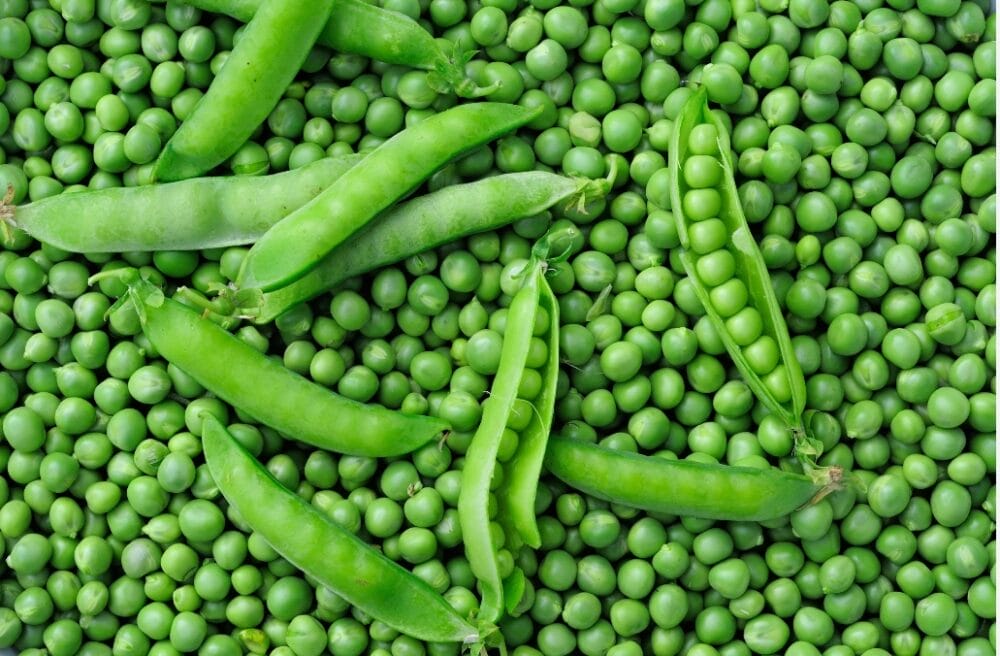 Green Pea Cultivation