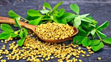 Fenugreek Cultivation