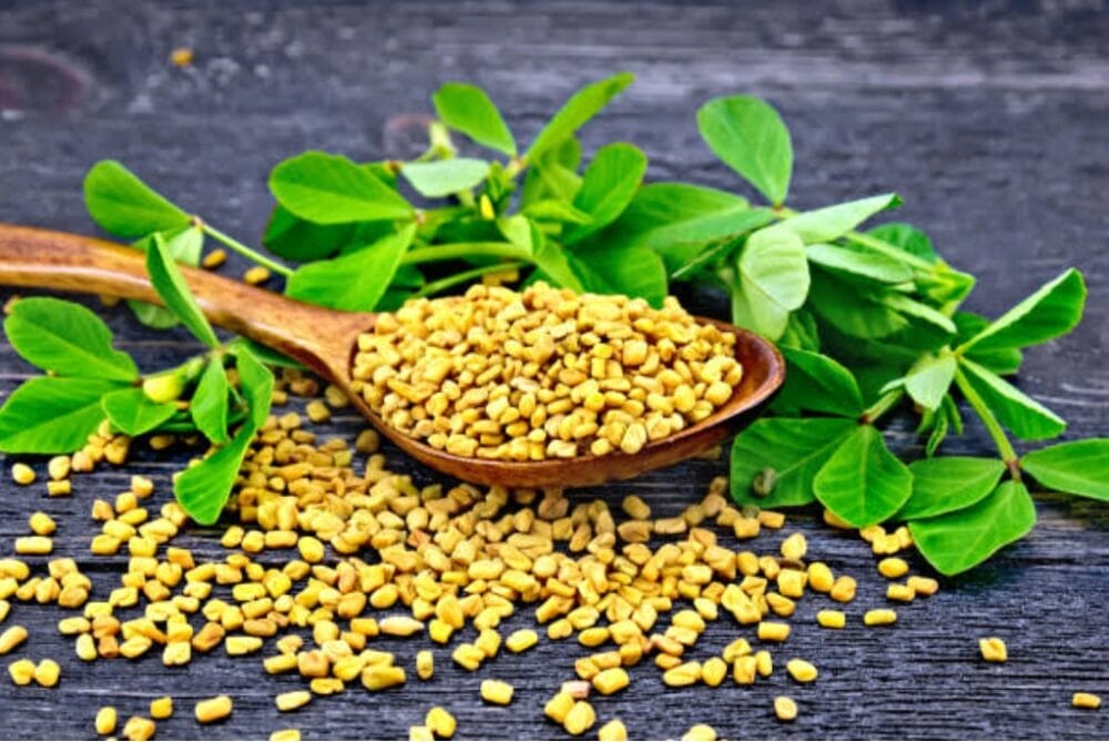 Fenugreek Cultivation
