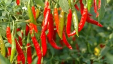 Chilli Cultivation