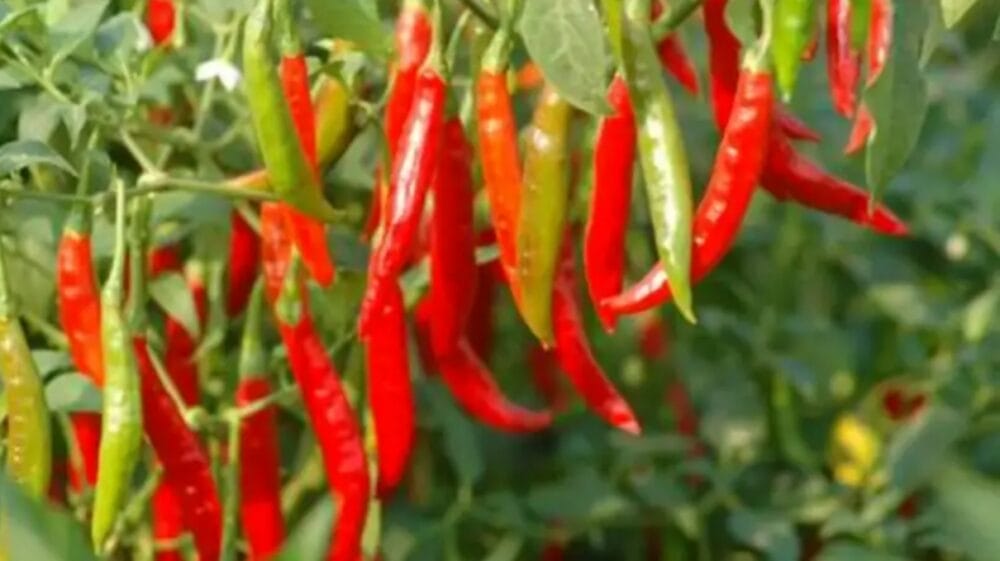 Chilli Cultivation