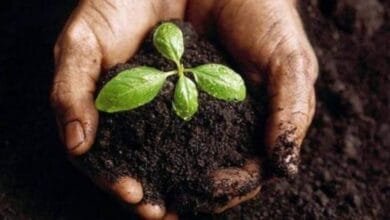 Garden Fertilizers