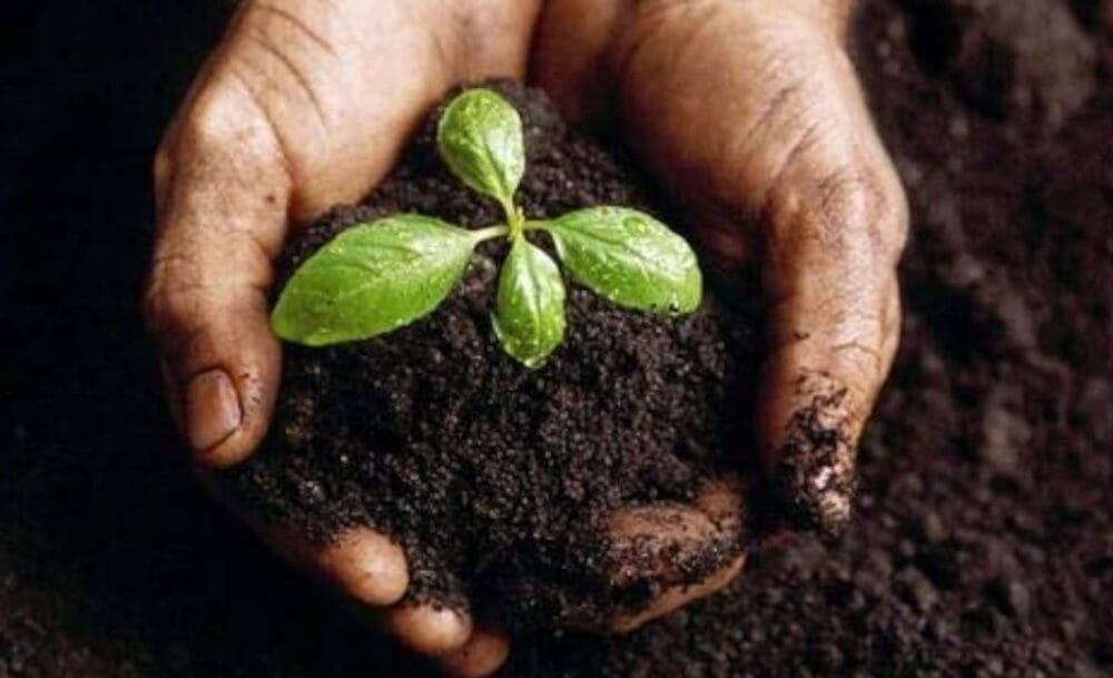 Garden Fertilizers
