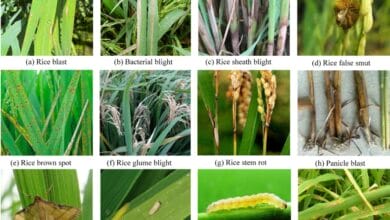 Diseases of Rice
