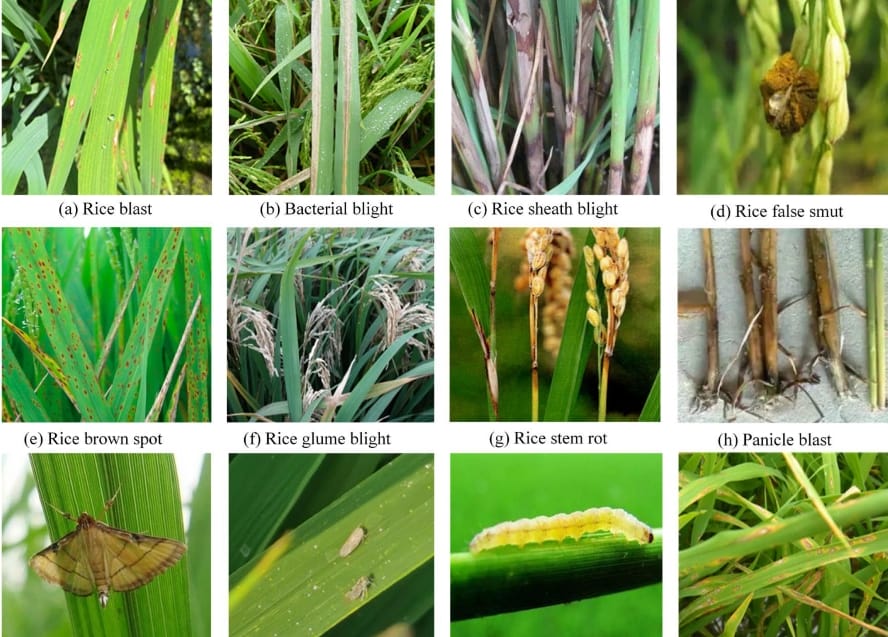 Diseases of Rice