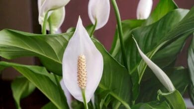 Peace Lily Cultivation