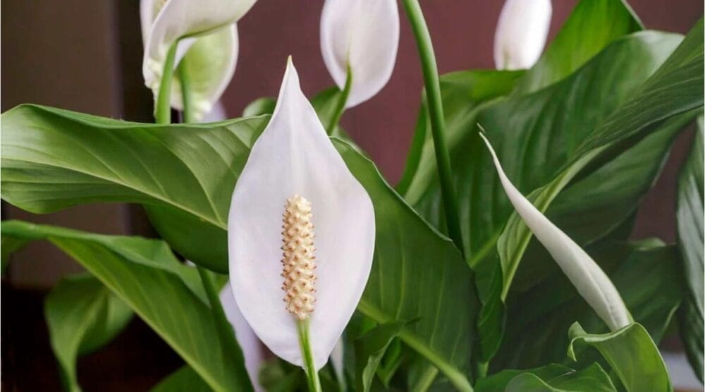 Peace Lily Cultivation
