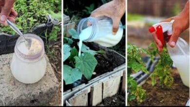 Rice Water for Plants